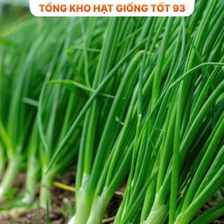 Hạt giống rau thơm, rau gia vị, rau củ quả các loại trồng ăn quanh năm nảy mầm tốt hàng công ty Loại 1