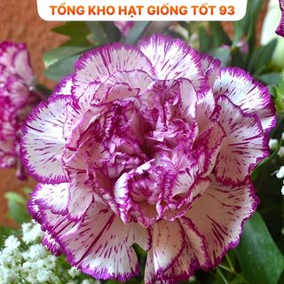 Hạt giống hoa mười giờ kép bông to, Loại F1 Rất Đẹp hàng công ty Loai 1