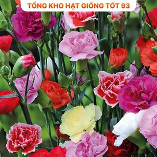 Hạt Giống Hoa Cẩm Chướng Kép Mix Đủ Màu - Cực đẹp loại 1