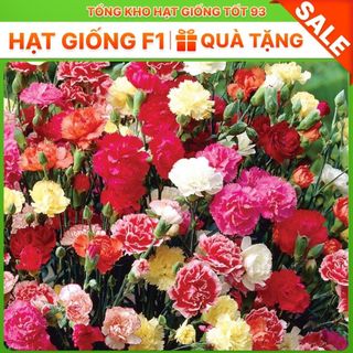 Hạt Giống Hoa Cẩm Chướng Kép Mix Đủ Màu - Cực đẹp loại 1