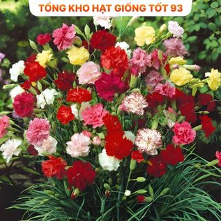Hạt giống hoa mười giờ kép bông to, Loại F1 Rất Đẹp hàng công ty Loai 1
