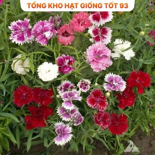 Hạt giống hoa mười giờ kép bông to, Loại F1 Rất Đẹp hàng công ty Loai 1