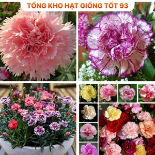 Hạt giống hoa mười giờ kép bông to, Loại F1 Rất Đẹp hàng công ty Loai 1