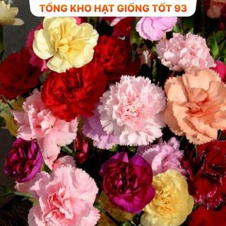 Hạt giống hoa mười giờ kép bông to, Loại F1 Rất Đẹp hàng công ty Loai 1