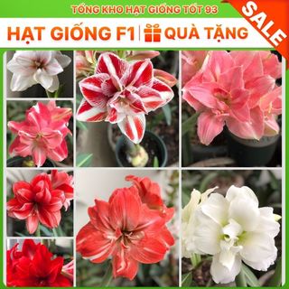 5 củ tặng 1 củ hoa Huệ Tây, Lan Huệ đủ màu rất đẹp hàng nhập khẩu công ty