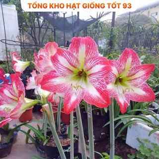 5 củ tặng 1 củ hoa Huệ Tây, Lan Huệ đủ màu rất đẹp hàng nhập khẩu công ty
