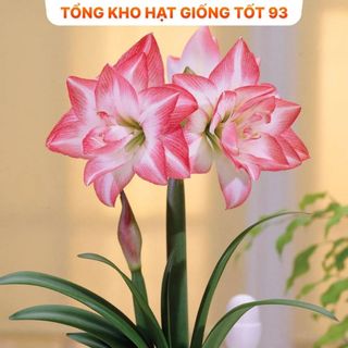 5 củ tặng 1 củ hoa Huệ Tây, Lan Huệ đủ màu rất đẹp hàng nhập khẩu công ty