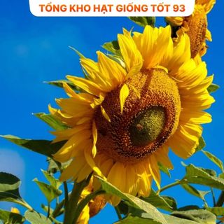 Hạt Giống Hoa Hướng Dương Khổng Lồ Bông Siêu Lớn - hàng công ty Loại 1