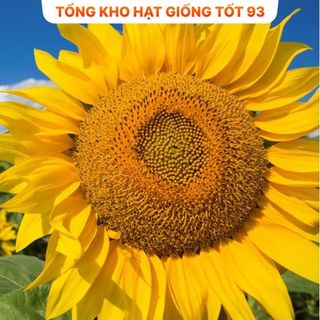 Hạt Giống Hoa Hướng Dương Khổng Lồ Bông Siêu Lớn - hàng công ty Loại 1