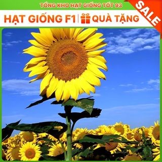 Hạt Giống Hoa Hướng Dương Khổng Lồ Bông Siêu Lớn - hàng công ty Loại 1