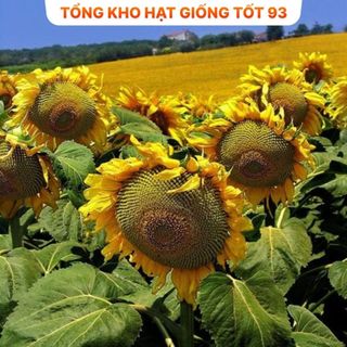 Hạt Giống Hoa Hướng Dương Khổng Lồ Bông Siêu Lớn - hàng công ty Loại 1