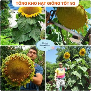 Hạt Giống Hoa Hướng Dương Khổng Lồ Bông Siêu Lớn - hàng công ty Loại 1