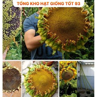 Hạt Giống Hoa Hướng Dương Khổng Lồ Bông Siêu Lớn - hàng công ty Loại 1