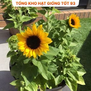 Hạt Giống Hoa Hướng Dương Lùn Loại F1 - hàng công ty Loại 1