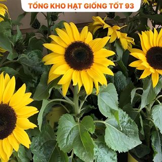 Hạt Giống Hoa Hướng Dương Lùn Loại F1 - hàng công ty Loại 1