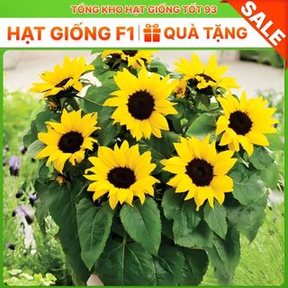 Hạt Giống Hoa Hướng Dương Lùn Loại F1 - hàng công ty Loại 1