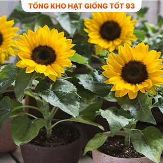 Hạt Giống Hoa Hướng Dương Lùn Loại F1 - hàng công ty Loại 1