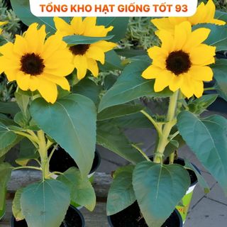 Hạt Giống Hoa Hướng Dương Lùn Loại F1 - hàng công ty Loại 1
