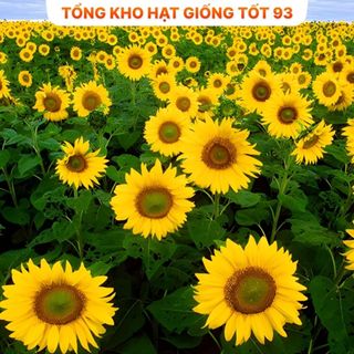 Hạt Giống Hoa Hướng Dương Lùn Loại F1 - hàng công ty Loại 1