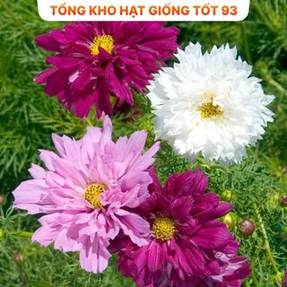 Hạt Giống Hoa Sao Nhái Nảy Mầm 100% - Hàng công Ty Loại 1