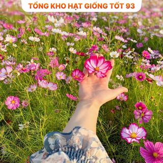 Hạt Giống Hoa Sao Nhái Nảy Mầm 100% - Hàng công Ty Loại 1