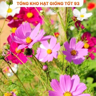 Tổng hợp 25 loại hạt giống hoa dễ trồng Hàng công ty Loại 1