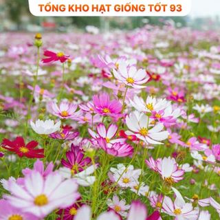 Hạt Giống Hoa Sao Nhái Nảy Mầm 100% - Hàng công Ty Loại 1