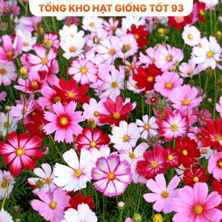 Hạt Giống Hoa Sao Nhái Nảy Mầm 100% - Hàng công Ty Loại 1