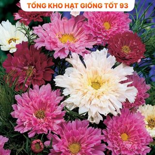 Tổng hợp 25 loại hạt giống hoa dễ trồng Hàng công ty Loại 1