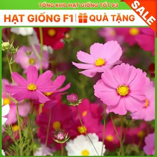 Hạt giống hoa sao nhái bông to lên mầm 99% - hàng công ty loại 1