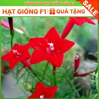 Hạt giống hoa tóc tiên leo giàn, leo cổng, leo bờ rào- hàng công Ty Loại 1