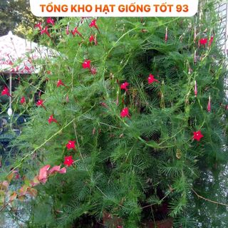 Hạt giống hoa tóc tiên leo giàn, leo cổng, leo bờ rào- hàng công Ty Loại 1