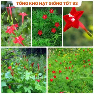 Hạt giống hoa tóc tiên leo giàn, leo cổng, leo bờ rào- hàng công Ty Loại 1