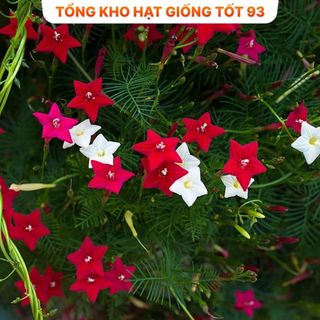 Hạt giống hoa tóc tiên leo giàn, leo cổng, leo bờ rào- hàng công Ty Loại 1