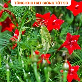 Hạt giống hoa tóc tiên leo giàn, leo cổng, leo bờ rào- hàng công Ty Loại 1
