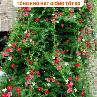 Hạt giống hoa tóc tiên leo giàn, leo cổng, leo bờ rào- hàng công Ty Loại 1