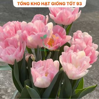 Củ hoa Tulip Hà lan size to nhiều màu (tuylip) Nhập Khẩu Loại 1