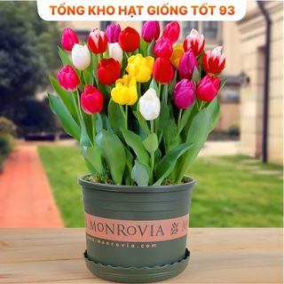 Củ hoa Tulip Hà lan size to nhiều màu (tuylip) Nhập Khẩu Loại 1