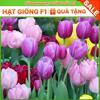 Củ hoa Tulip Hà lan size to nhiều màu (tuylip) Nhập Khẩu Loại 1