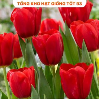 Củ hoa Tulip Hà lan size to nhiều màu (tuylip) Nhập Khẩu Loại 1