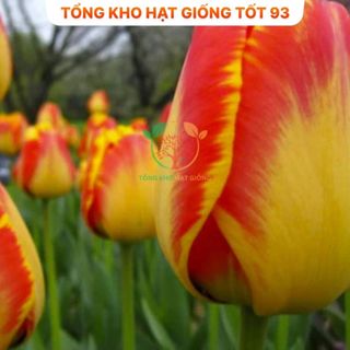 Củ hoa Tulip Hà lan size to nhiều màu (tuylip) Nhập Khẩu Loại 1