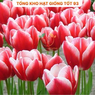 Củ hoa Tulip Hà lan size to nhiều màu (tuylip) Nhập Khẩu Loại 1