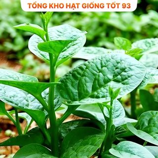 Hạt giống rau mồng tơi siêu lá to - hàng công ty Loại 1