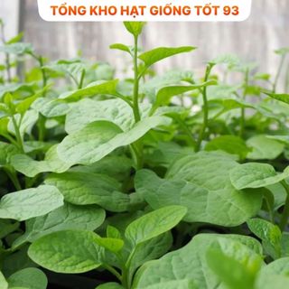 Hạt giống rau mồng tơi siêu lá to - hàng công ty Loại 1