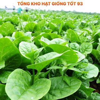 Hạt giống rau mồng tơi siêu lá to - hàng công ty Loại 1