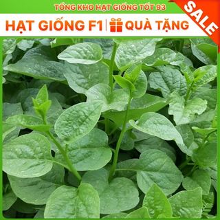 Hạt giống rau mồng tơi siêu lá to - hàng công ty Loại 1