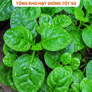 Hạt giống rau mồng tơi siêu lá to - hàng công ty Loại 1