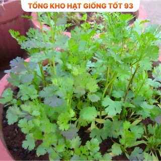 Hạt giốn Mùi Tía, Mùi Ta (ngò rí) bốn mùa trồng quanh năm hàng -công ty Loai 1
