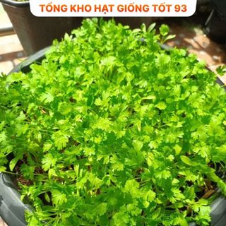 Hạt giốn Mùi Tía, Mùi Ta (ngò rí) bốn mùa trồng quanh năm hàng -công ty Loai 1