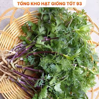 Hạt giốn Mùi Tía, Mùi Ta (ngò rí) bốn mùa trồng quanh năm hàng -công ty Loai 1